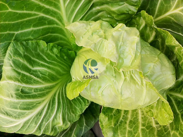 大頭菜-愛施蔓蔓葉葉面肥
