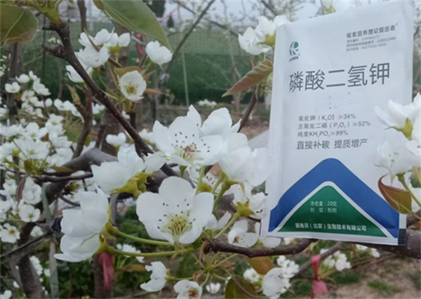 梨樹-愛施蔓蔓葉磷酸二氫鉀