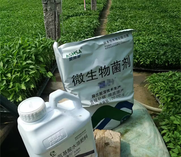 辣椒種植-蔓葉生根劑+微生物菌劑