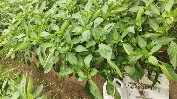 辣椒種植高產(chǎn)秘訣
