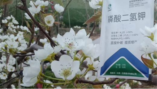 葉面肥什么時候使用效果好