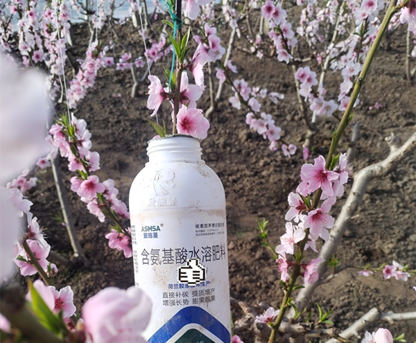 桃樹施肥-愛施蔓蔓葉葉面肥