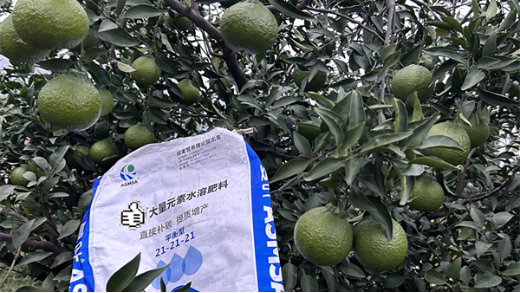 柑橘種植膨果期施什么肥