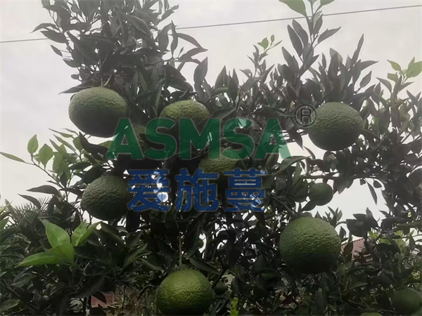 柑橘施肥-愛施蔓水溶肥