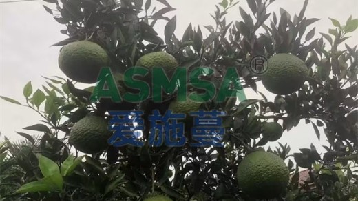 水溶肥用什么土壤好？