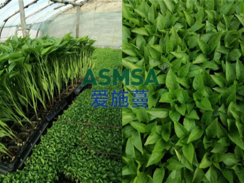 辣椒苗期用什么水溶肥好，張大哥推薦蔓葉