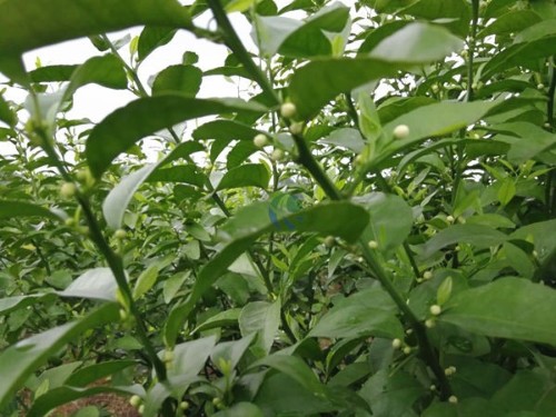 大量元素水溶肥好用嗎？看過真實(shí)案例就知道了