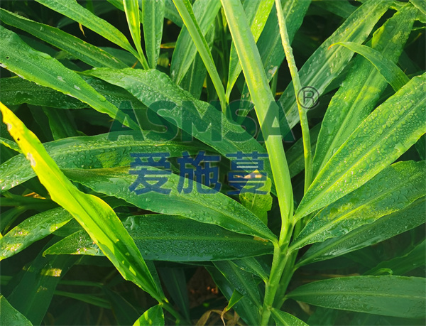 大姜施肥-愛施蔓蔓葉水溶肥