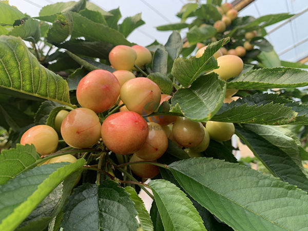 櫻桃使用愛(ài)施蔓蔓葉水溶肥
