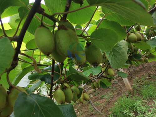 獼猴桃-愛(ài)施蔓蔓葉水溶肥