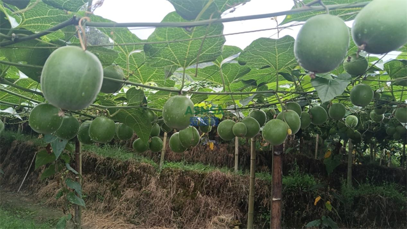 羅漢果施肥-愛施蔓蔓葉水溶肥