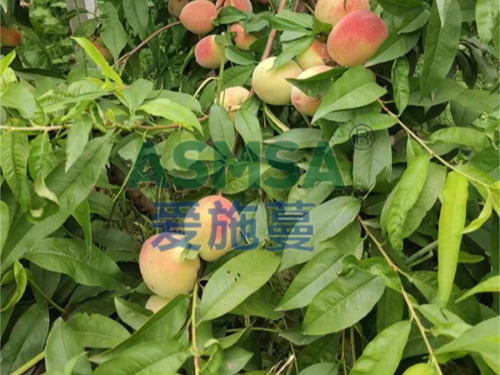 桃樹(shù)施肥用什么水溶肥好？王大姐選擇愛(ài)施蔓