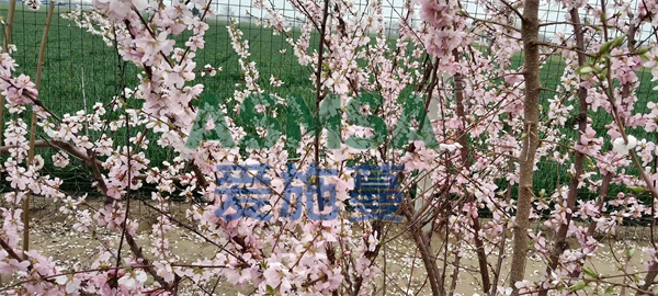 桃子施肥-愛施蔓蔓葉水溶肥