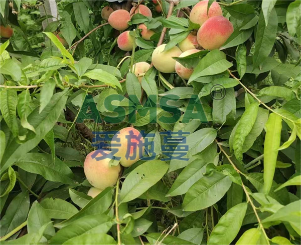 桃子施肥-愛施蔓蔓葉水溶肥