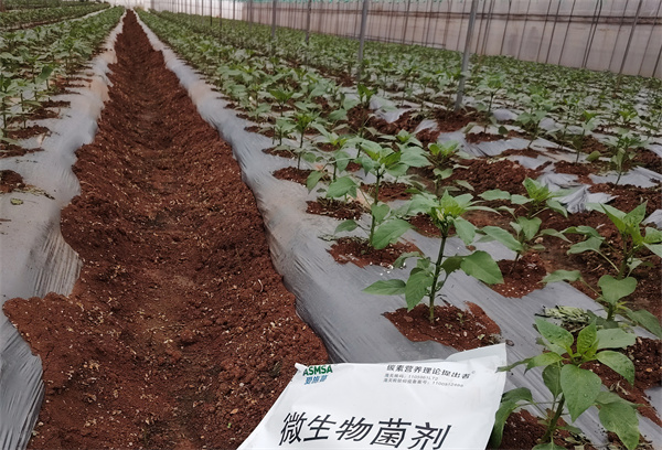 辣椒移栽-愛施蔓蔓葉水溶肥 
