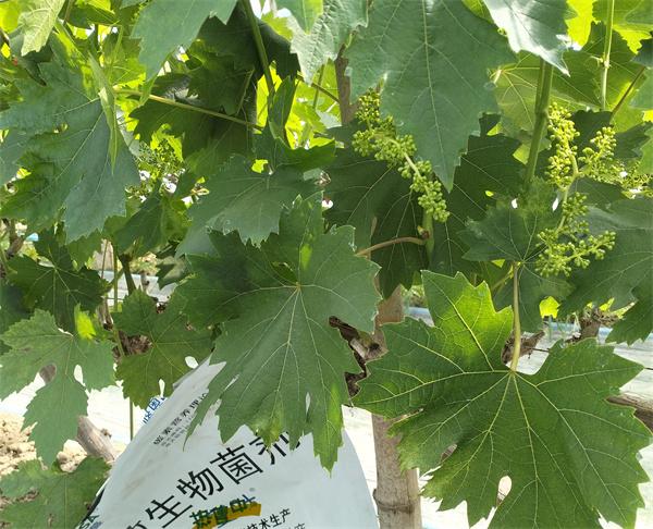葡萄施肥-愛施蔓蔓葉水溶肥