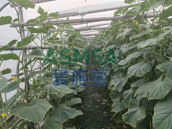 黃瓜施肥-愛施蔓蔓葉水溶肥