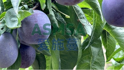 水溶肥的使用，不止能增產(chǎn)