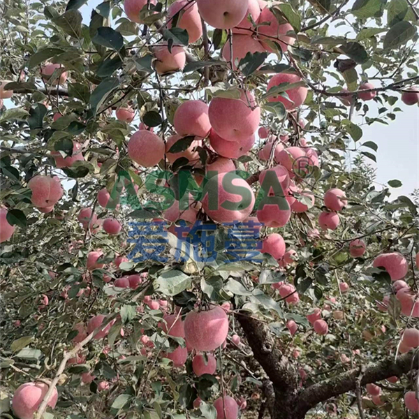 蘋果施肥-愛施蔓蔓葉水溶肥