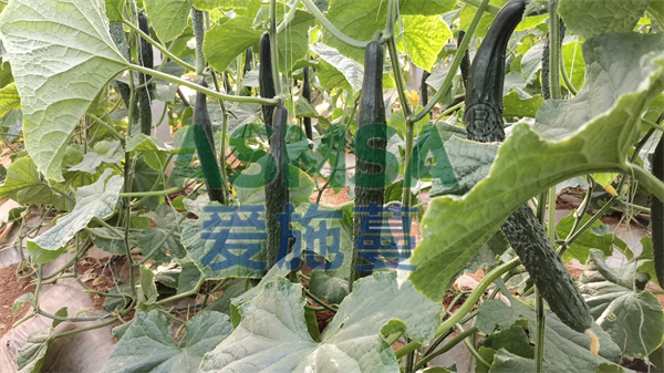 黃瓜施肥-愛施蔓蔓葉水溶肥