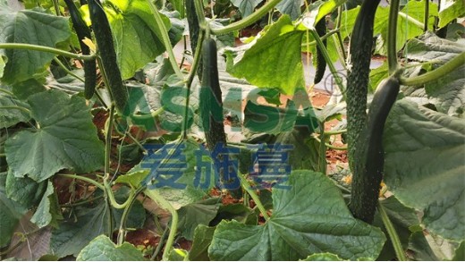 黃瓜怎么施肥？