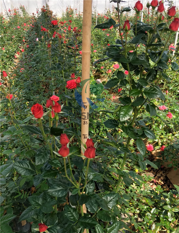 花-愛施蔓蔓葉水溶肥
