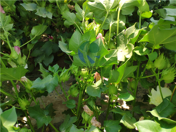 棉花施什么肥？許老師只認(rèn)準(zhǔn)蔓葉