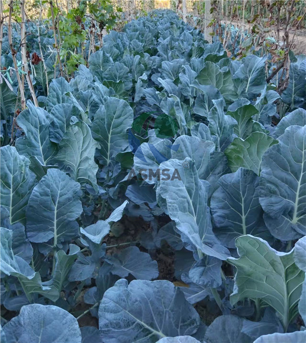 西蘭花-愛施蔓蔓葉水溶肥