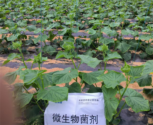黃瓜-愛(ài)施蔓蔓葉微生物菌劑