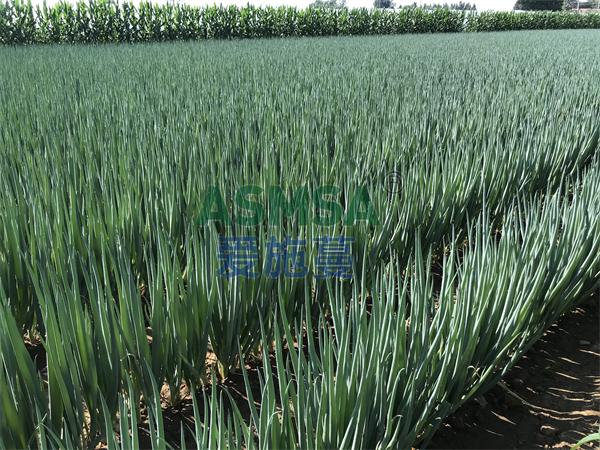 大蔥施肥用什么肥料好？