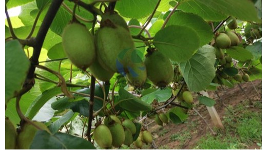 水溶肥哪種效果好？蔓葉水溶肥認(rèn)可度較高