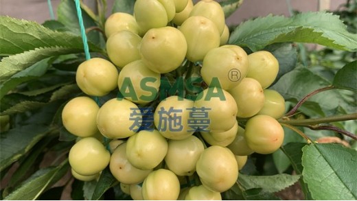 果樹施水溶肥好還是化肥好