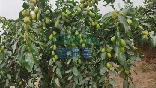 冬棗果樹葉片發(fā)黃怎么辦？蔓葉水溶肥來助力