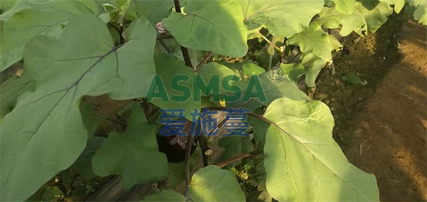 茄子施肥-愛施蔓蔓葉水溶肥