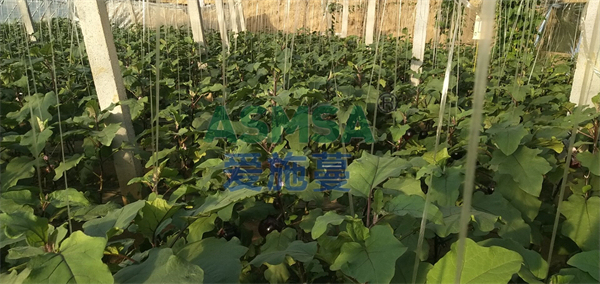 茄子施肥-愛施蔓蔓葉水溶肥