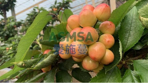 磷酸二氫鉀，蔓葉占哪些優(yōu)勢