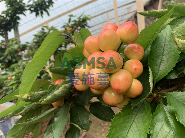 櫻桃施肥-愛施蔓蔓葉水溶肥