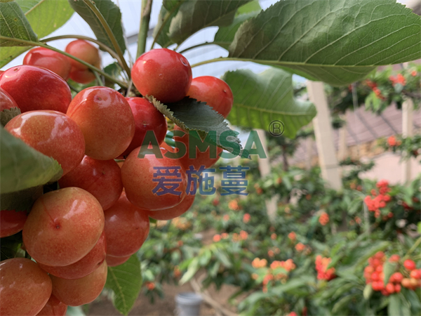 櫻桃施肥-愛施蔓蔓葉水溶肥