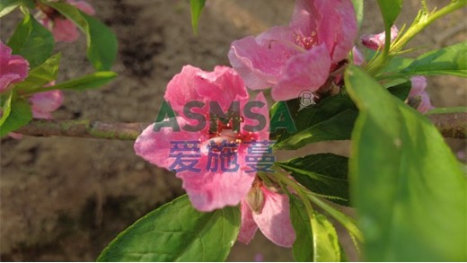 桃樹施什么肥料好？