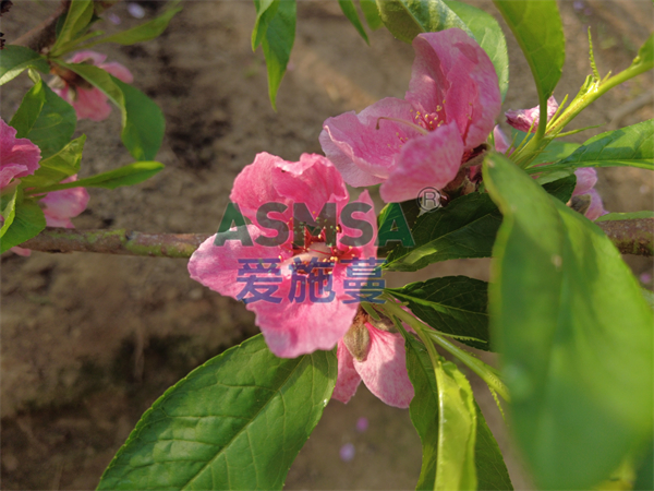 桃樹(shù)施肥-愛(ài)施蔓蔓葉水溶肥