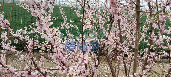 桃樹(shù)施肥-愛(ài)施蔓蔓葉水溶肥