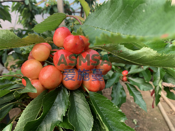 櫻桃施肥-愛施蔓蔓葉水溶肥