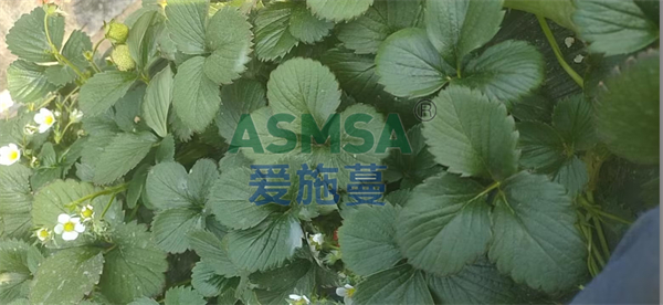 草莓施肥-愛施蔓蔓葉水溶肥