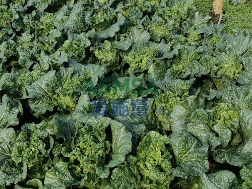 微生物菌劑應用在大棚蔬菜上如何？