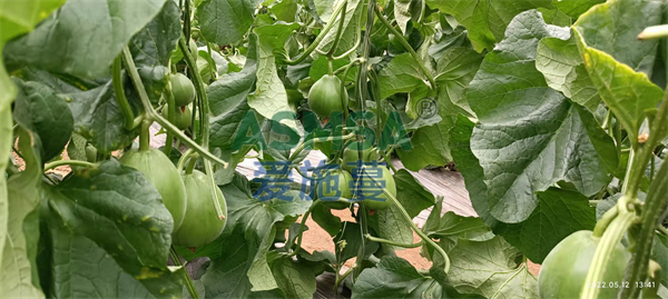 甜瓜施肥-愛施蔓蔓葉水溶肥