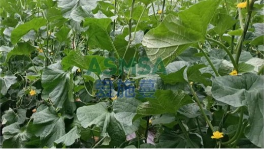 水溶肥和復(fù)合肥哪個(gè)效果更好呢