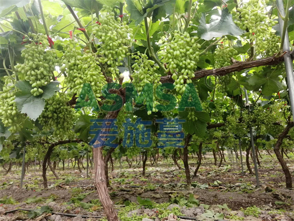 生根劑怎么選，種植戶選蔓葉