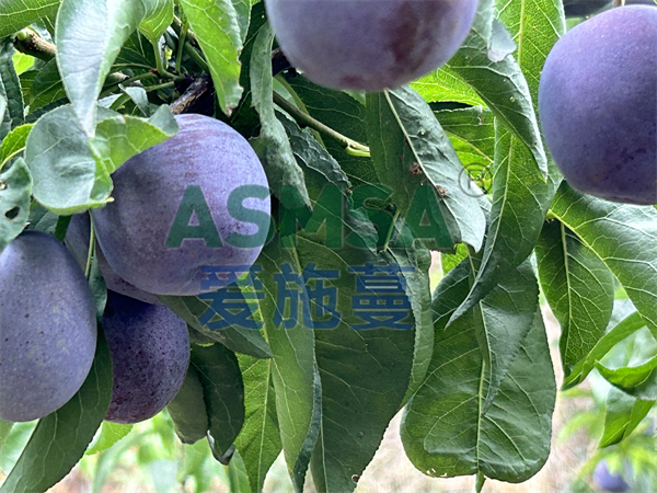 果樹(shù)缺鈣用什么鈣肥好？孫大哥選擇蔓葉