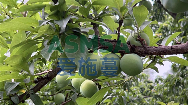 李子施肥-愛施蔓蔓葉水溶肥