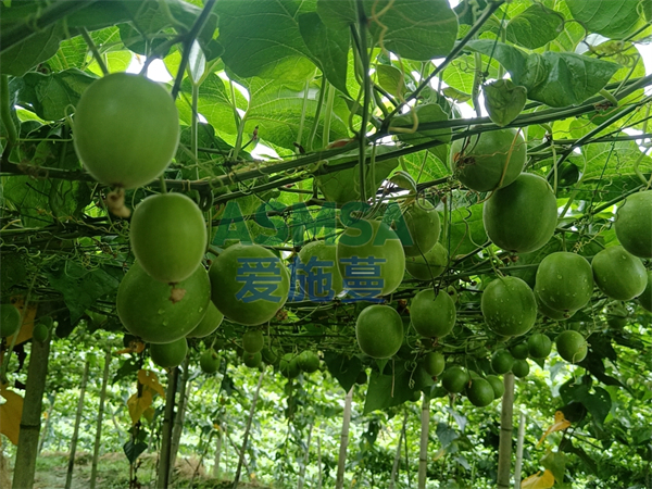 羅漢果種植用什么肥好？俞大哥選蔓葉